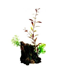 Ornamento deco wood con plantas marina