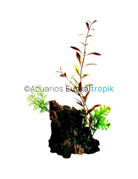 Ornamento deco wood con plantas marina