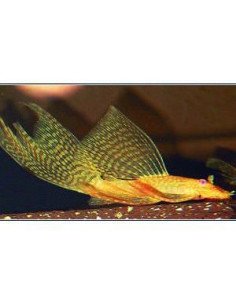 Ancistrus sp albino velo