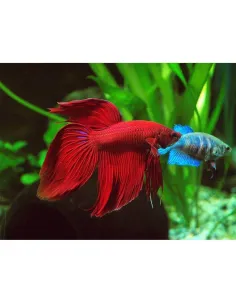 Betta macho Splendens
