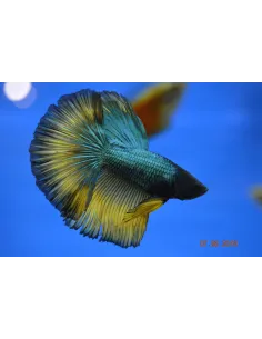 Betta macho Halfmoon Selecto variado (1 Unidad)