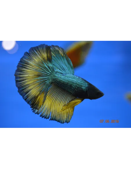 Betta macho Halfmoon Selecto variado (1 Unidad)