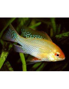 Ramirezi dorado