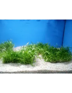 Lilaeopsis Novae-Zelandiae "En rejilla"