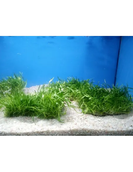 Lilaeopsis Novae-Zelandiae "En rejilla"