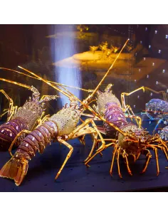 Viveros para marisco 2