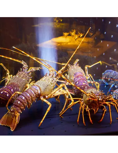 Viveros para marisco