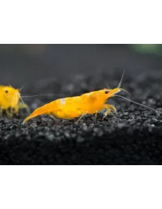 Gamba Orange Fire Sakura Neocaridina