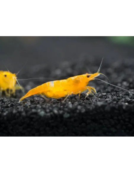 Gamba Orange Fire Sakura Neocaridina