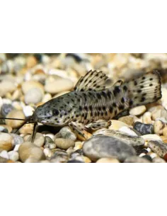 Pez Gato (Megalechis Thoracata)