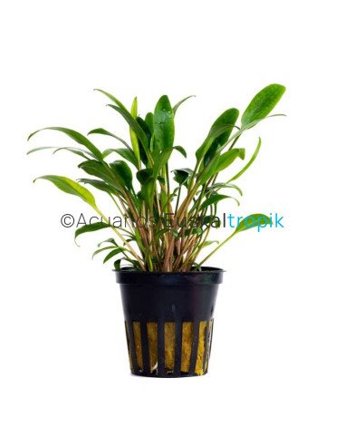 Cryptocoryne Lucens