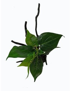 Tronco con planta S2