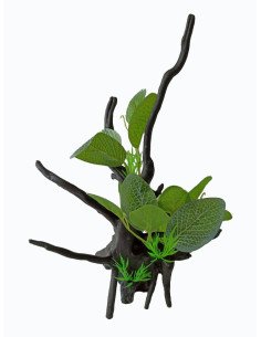 Tronco con planta S1