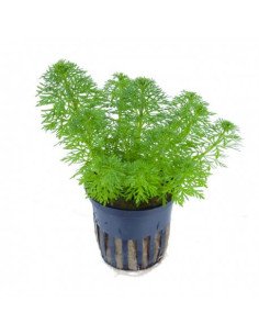 Limnophila sessiliflora (Ambulia)