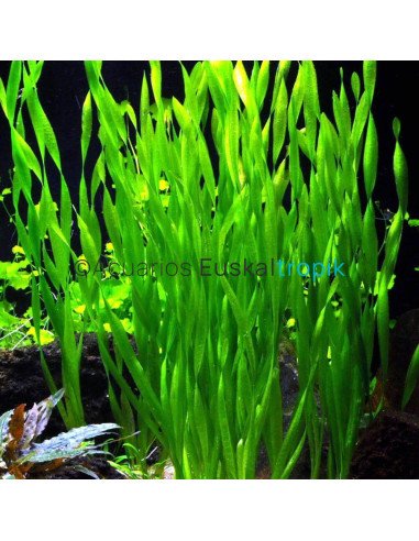 Vallisneria gigantea var "Curly" asiatica