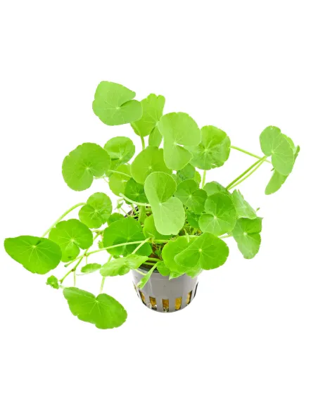 Hydrocotyle Leucocephala