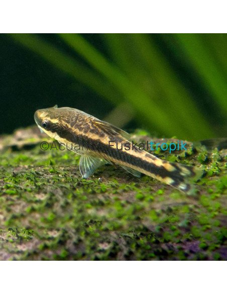 Otocinclus affinis