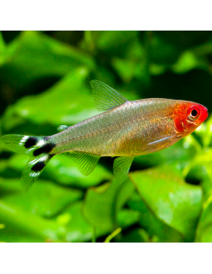 Tetra nariz de borracho (Hemigrammus rhodostomus)