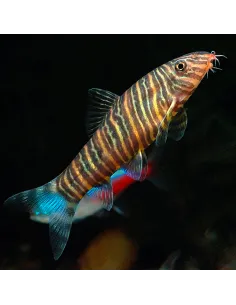 Botia striata