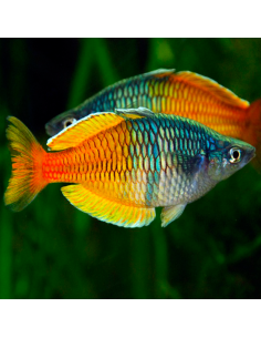 Pez Arcoiris bicolor