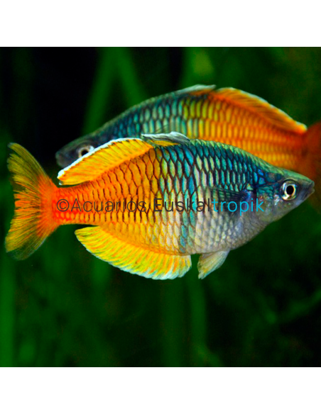 Pez Arcoiris bicolor