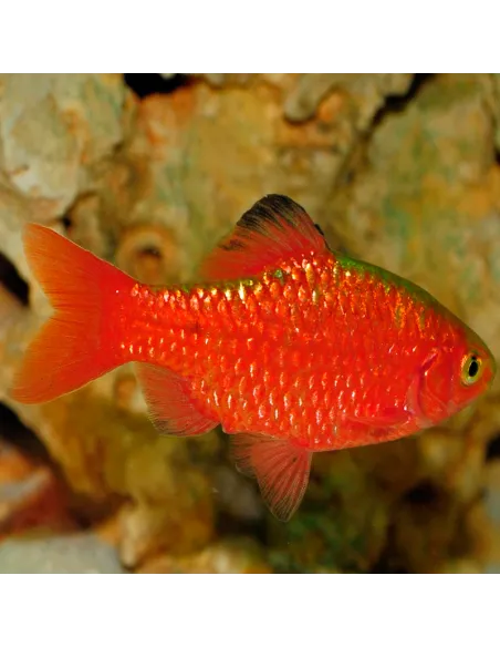 Barbo conchonius (Puntius conchonius)