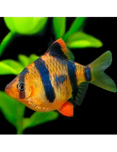 Barbo sumatrano tigre