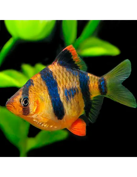 Barbo sumatrano tigre