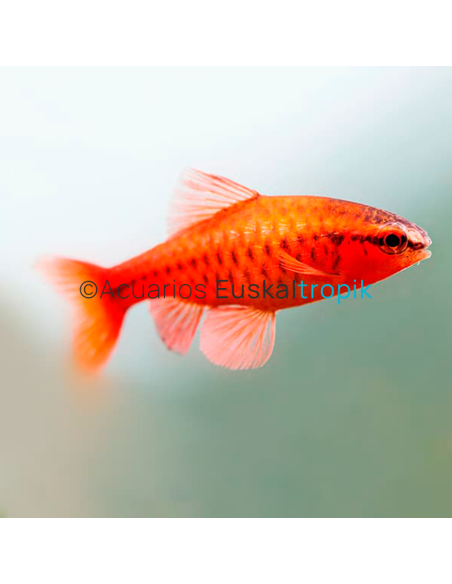 Barbo cereza (Puntius titteya)