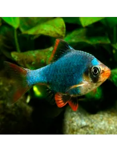 Barbo sumatrano verde