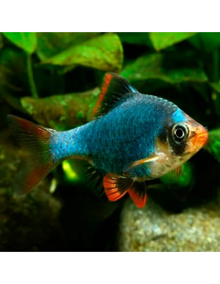 Barbo sumatrano verde