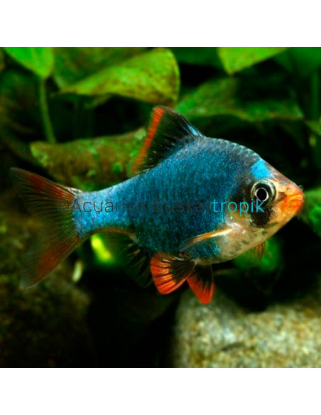 Barbo sumatrano verde