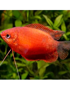 Colisa chuna roja (Trichogaster chuna)