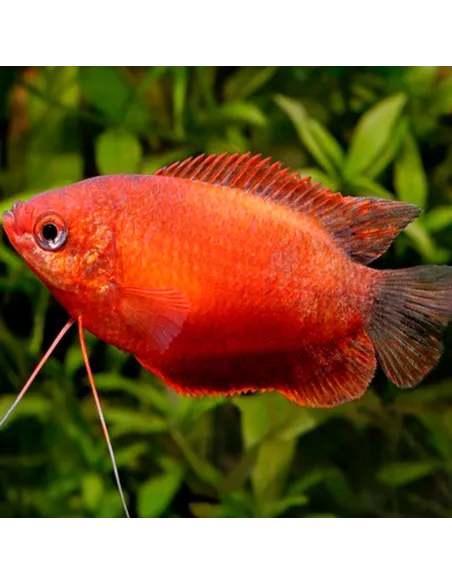 Colisa chuna roja (Trichogaster chuna)