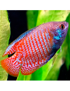 Colisa lalia (Trichogaster lalius)
