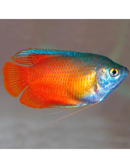 Colisa roja macho (Trichogaster chuna)