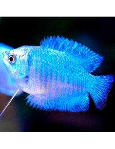 Colisa azul esmeralda macho (Trichogaster lalius)