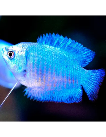 Colisa azul esmeralda macho (Trichogaster lalius)