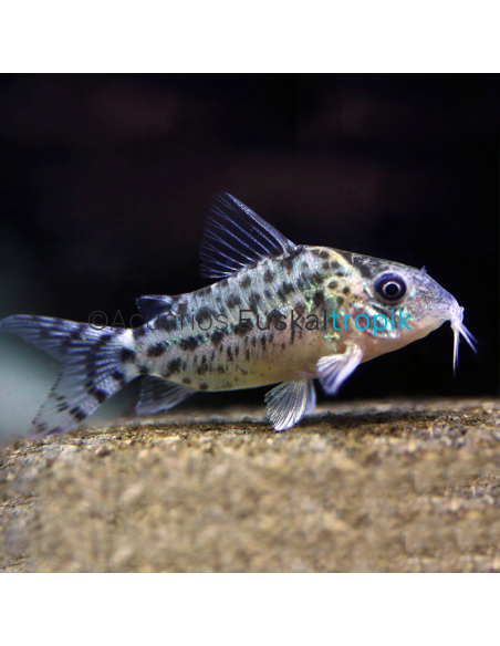 Corydora Agassizii