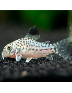 Corydora Leopardo (Corydoras julii)