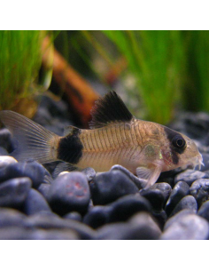 Corydora Panda (Corydoras panda)