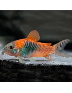 Corydora Venezuelanus naranja (Corydoras venezuelanus)