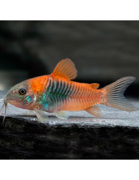 Corydora Venezuelanus naranja (Corydoras venezuelanus)
