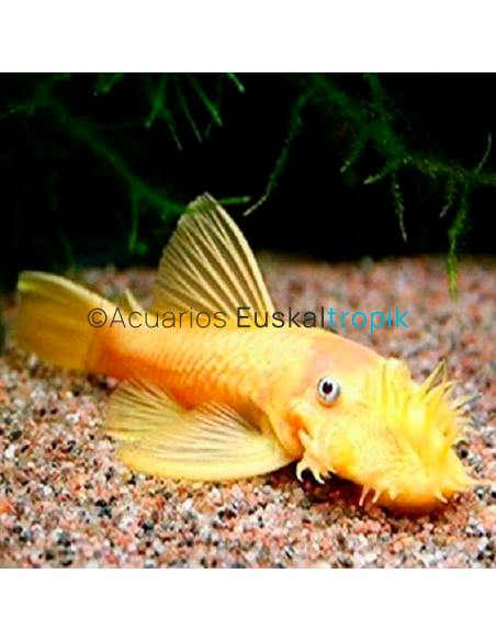 Ancistrus sp albino