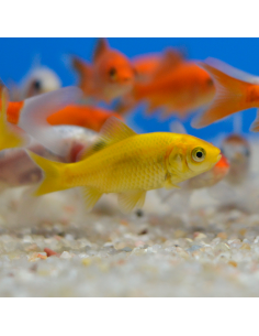Carpa limón (Cometa amarillo)