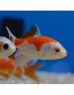 Carpa Sarasa