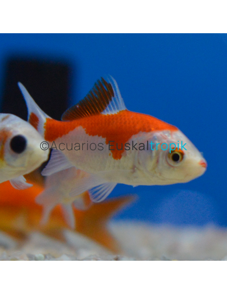 Carpa Sarasa