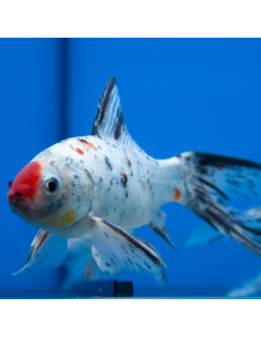 Carpa shubunkin