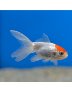 Oranda boina roja