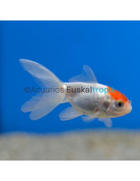 Oranda boina roja